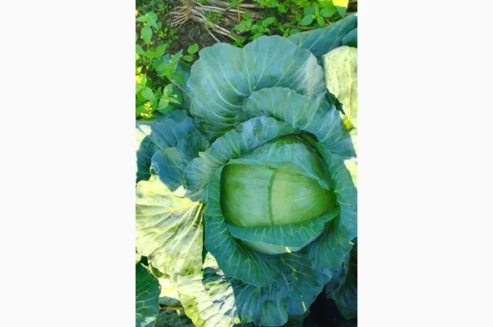 Капуста Агресор від 1 до 3 кг на продаж- фото № 5