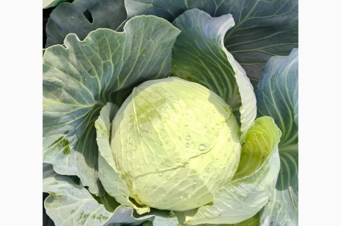 Капуста сорта агрессор на продажу- фото № 1