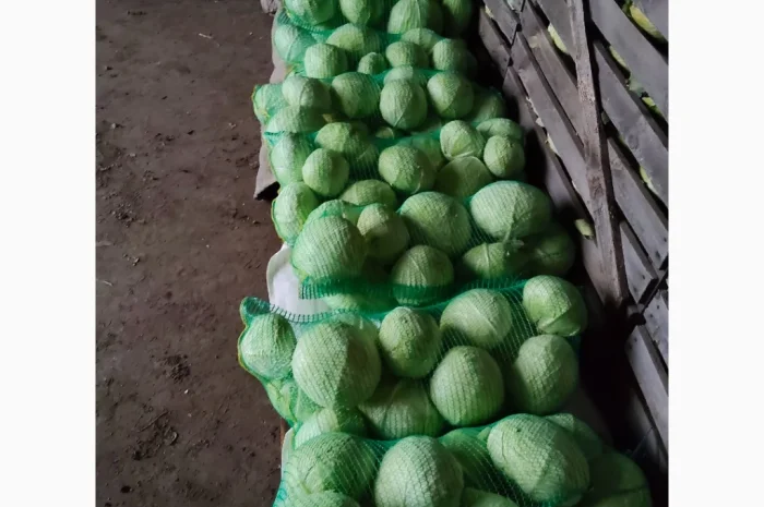 Капуста сорта агрессор на продажу- фото № 2