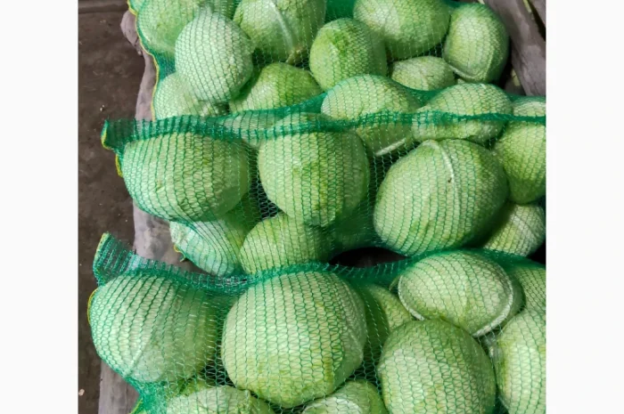 Капуста сорта агрессор на продажу- фото № 3