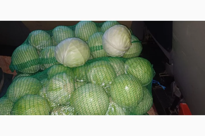 Продам капусту "Бригадир"- фото № 1