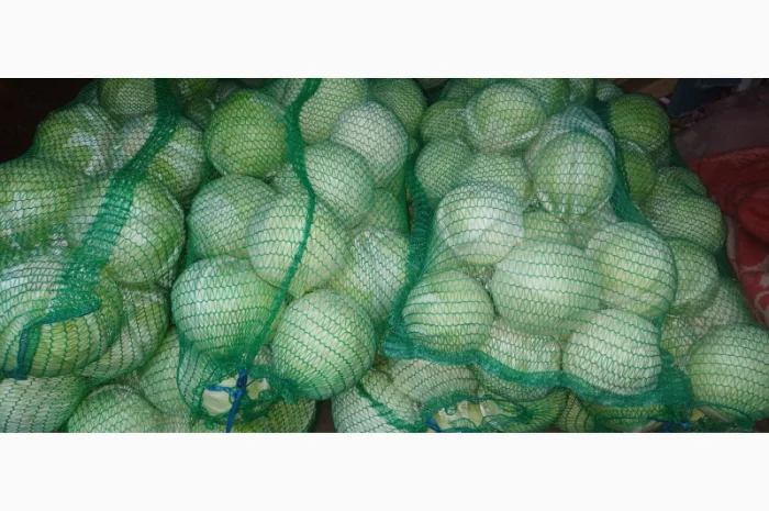 Продам капусту "Бригадир"- фото № 3