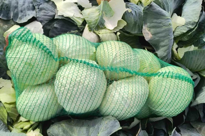 Капуста сорту Агресор оптом- фото № 1