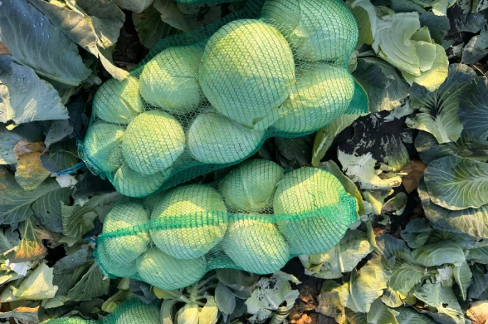 Капуста Агрессор на продаж- фото № 7