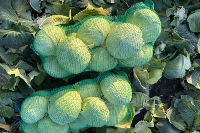 Капуста Агрессор на продаж- фото № 8