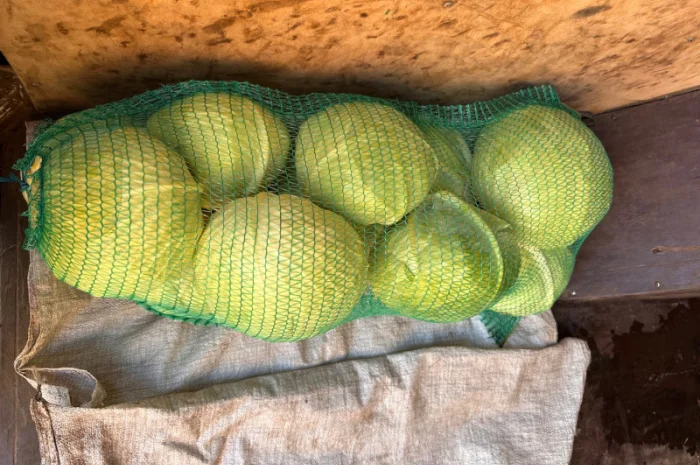 Капуста Агрессор на продаж- фото № 9