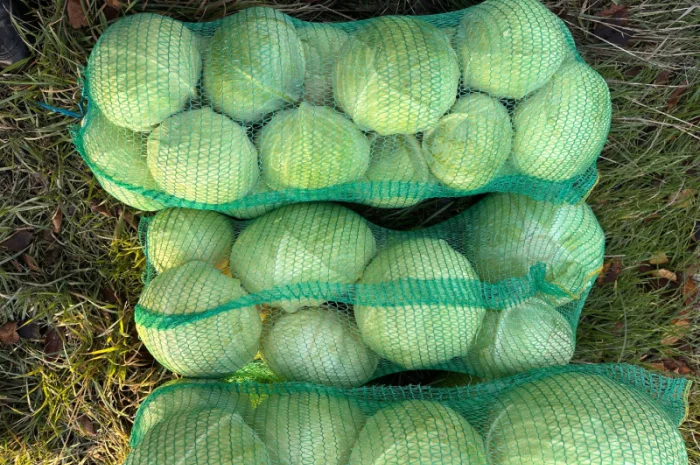 Капуста Агрессор на продаж- фото № 10