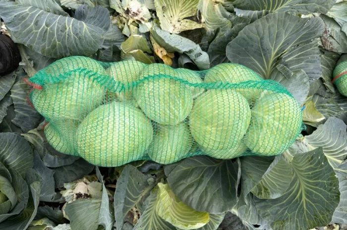 Капуста Агрессор на продаж- фото № 1