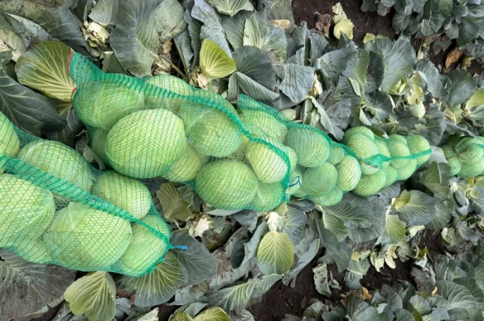 Капуста Агрессор на продаж- фото № 2