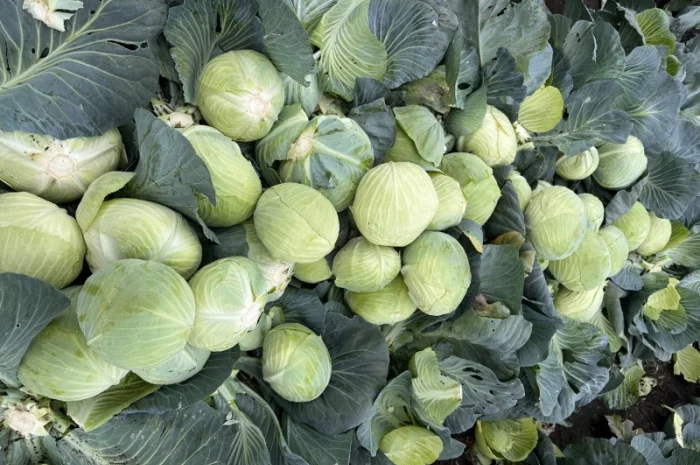 Капуста Агрессор на продаж- фото № 3