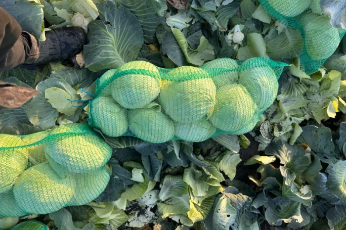 Капуста Агрессор на продаж- фото № 5