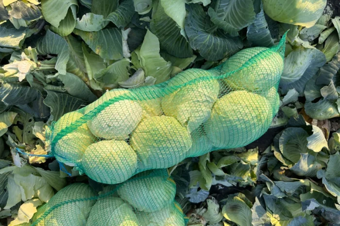 Капуста Агрессор на продаж- фото № 6