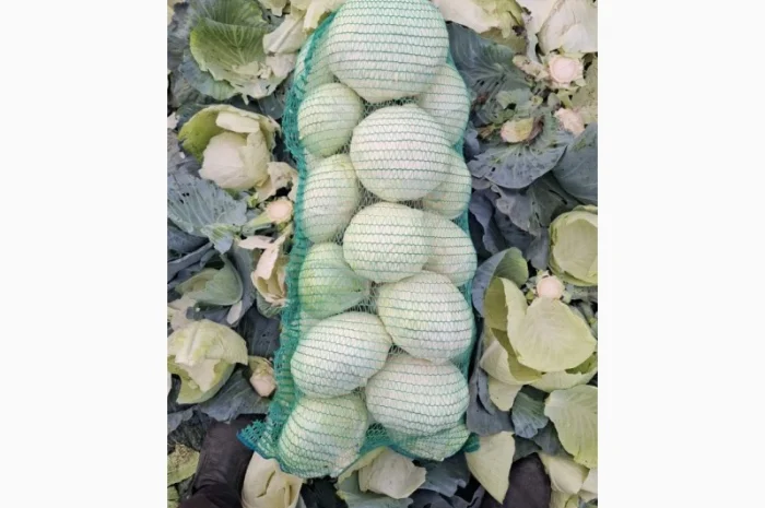 Капуста сорт Агрессор оптом- фото № 1