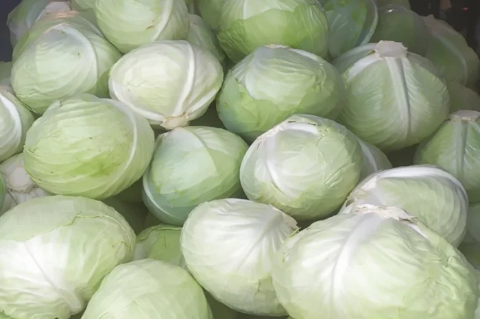 Продаю капусту сорту Агресор- фото № 1