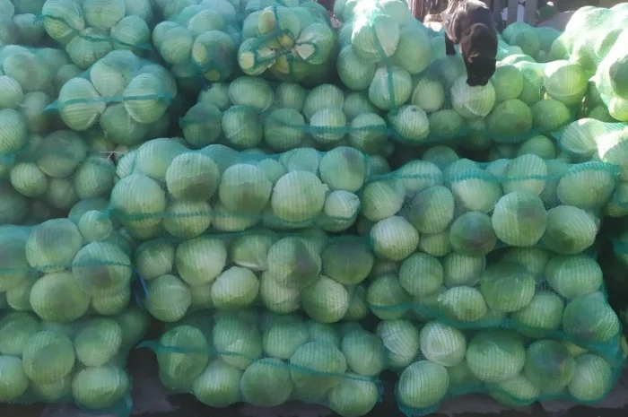 Продаю капусту сорту Агресор- фото № 2