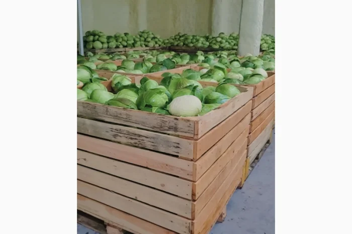 Капуста білокачанна оптом 200+ тонн- фото № 1