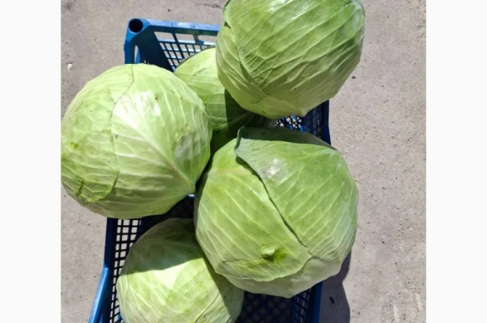 Капуста сорту Сторідор на продаж- фото № 1