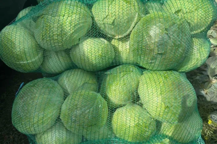 Капуста сорт Агресор на продажу- фото № 1