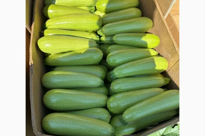 Капуста сорт Агресор на продажу- фото № 4