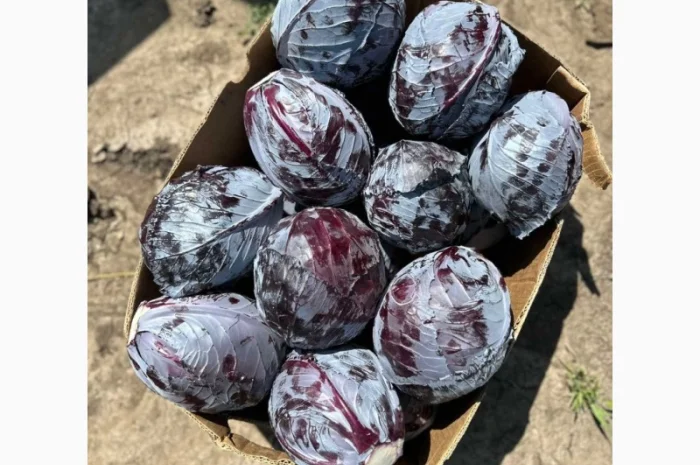 Капуста сорт Агресор на продажу- фото № 6