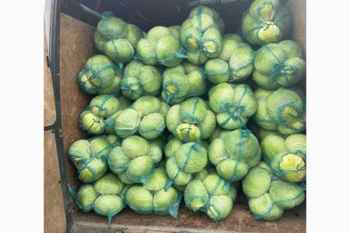 Капуста сорт Агресор на продажу- фото № 7