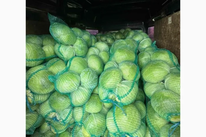 Капуста сорт агресор на продажу- фото № 4