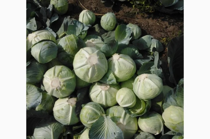 Капуста сорт Агрессор від виробника- фото № 1