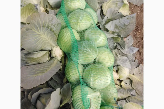 Капуста сорт Агрессор від виробника- фото № 2