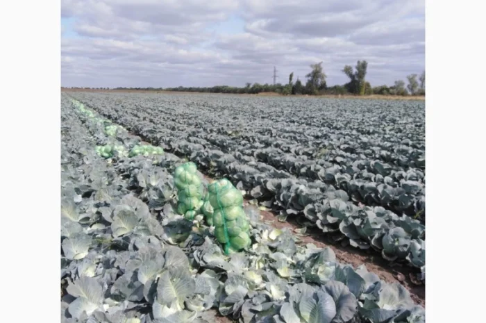 Капуста сорт Агрессор від виробника- фото № 3