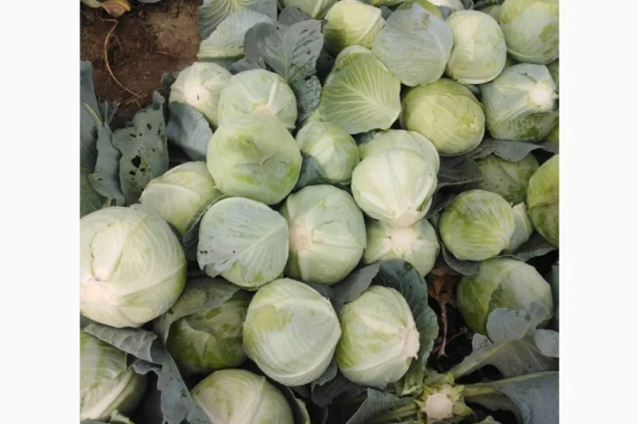Капуста сорт Агрессор від виробника- фото № 4