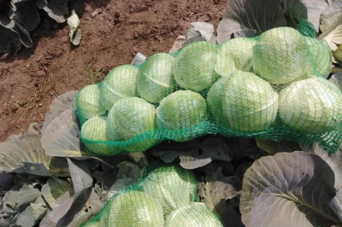 Капуста сорт Агрессор від виробника- фото № 5