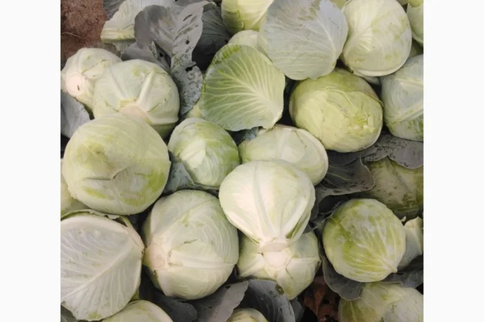 Капуста сорт Агрессор від виробника- фото № 6