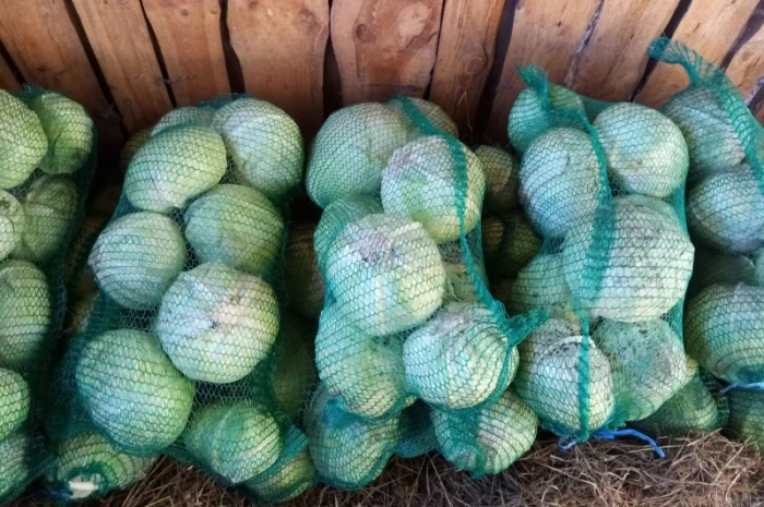 Капуста сорту Голт на продаж- фото № 1