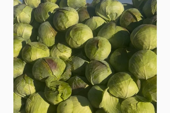 Капуста сорт агресор на продажу- фото № 1