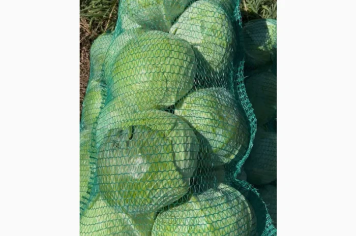 Капуста сорт агресор на продажу- фото № 2