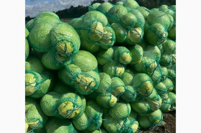 Капуста агресор і саксесор високої якості на продаж- фото № 3