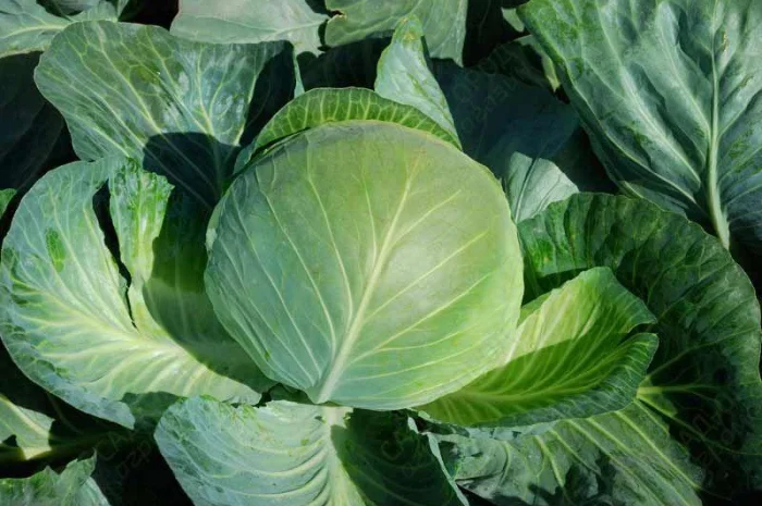 Продам позднюю капусту сорта Бригадир-Вісконт- фото № 2