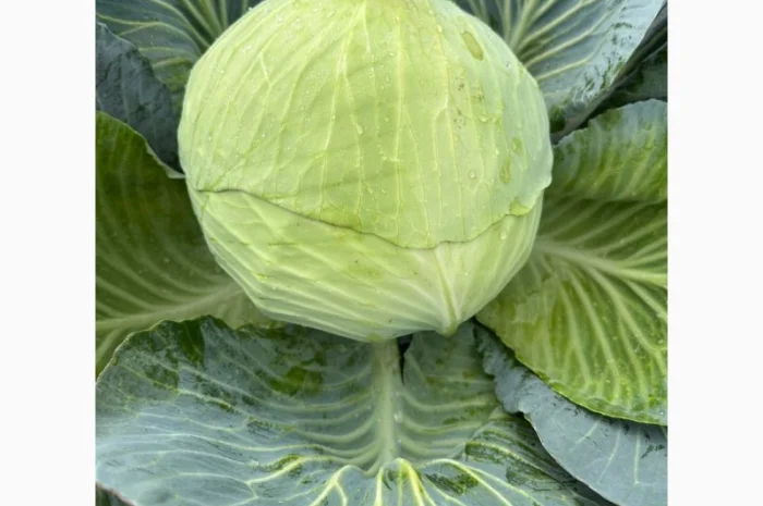 Капуста саксесор і агресор на продаж- фото № 1