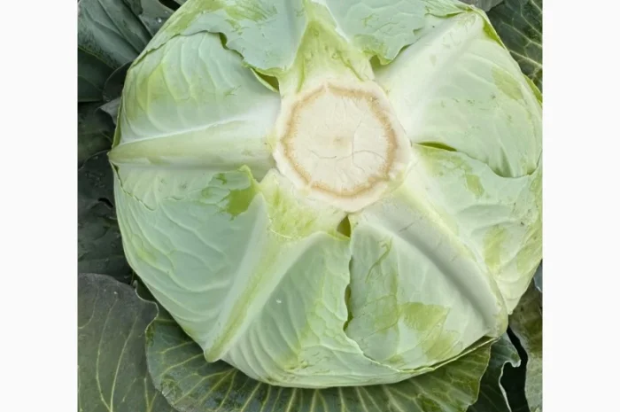 Капуста саксесор і агресор на продаж- фото № 2