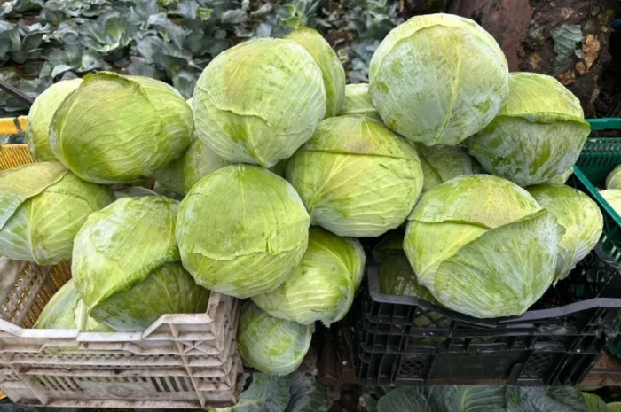 Капуста саксесор і агресор на продаж- фото № 3