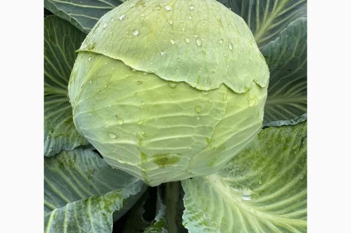 Капуста саксесор і агресор на продаж- фото № 4