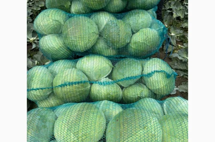 Капуста саксесор і агресор на продаж- фото № 5