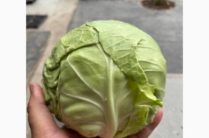 Молодая капуста высшего качества- фото № 2