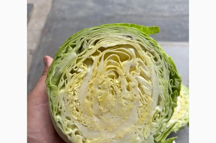 Молодая капуста высшего качества- фото № 4