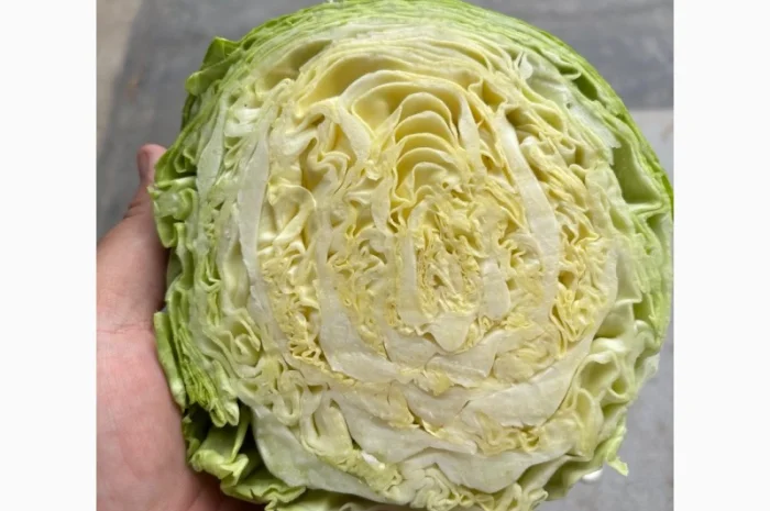 Молодая капуста высшего качества- фото № 5
