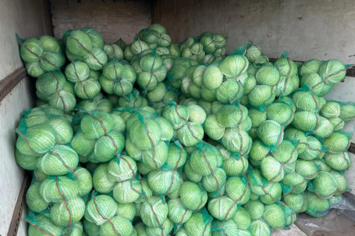 Продаж капусти агресор- фото № 1