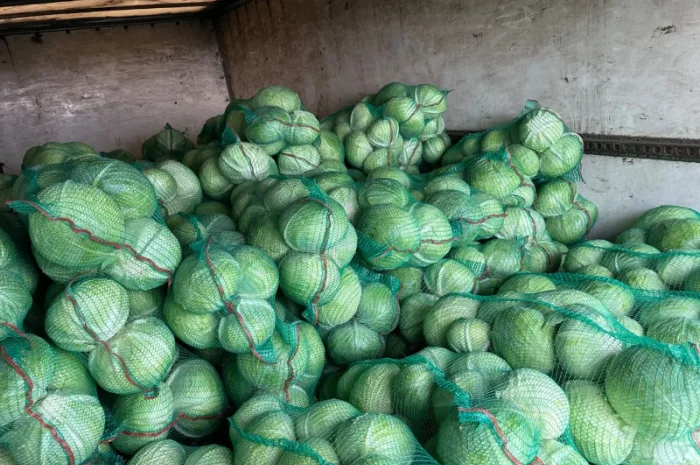 Продаж капусти агресор- фото № 2