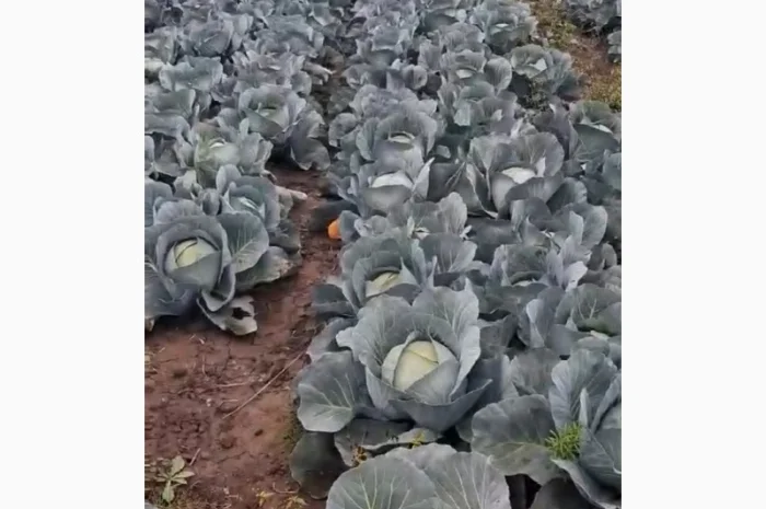 Капуста сорт Агресор на продажу- фото № 1