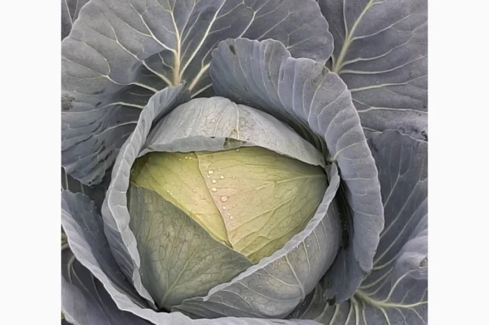 Капуста сорт Агресор на продажу- фото № 2