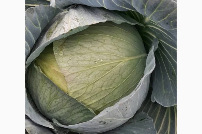 Капуста сорт Агресор на продажу- фото № 3